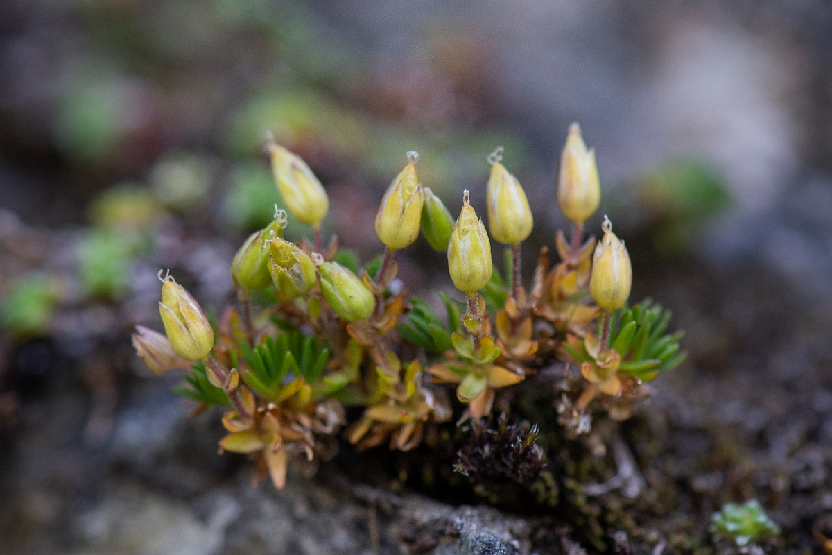 David Plant Photography - Wildlife Photography - Mountain sandwort - B.JPG - Mountain sandwort - Perthshire