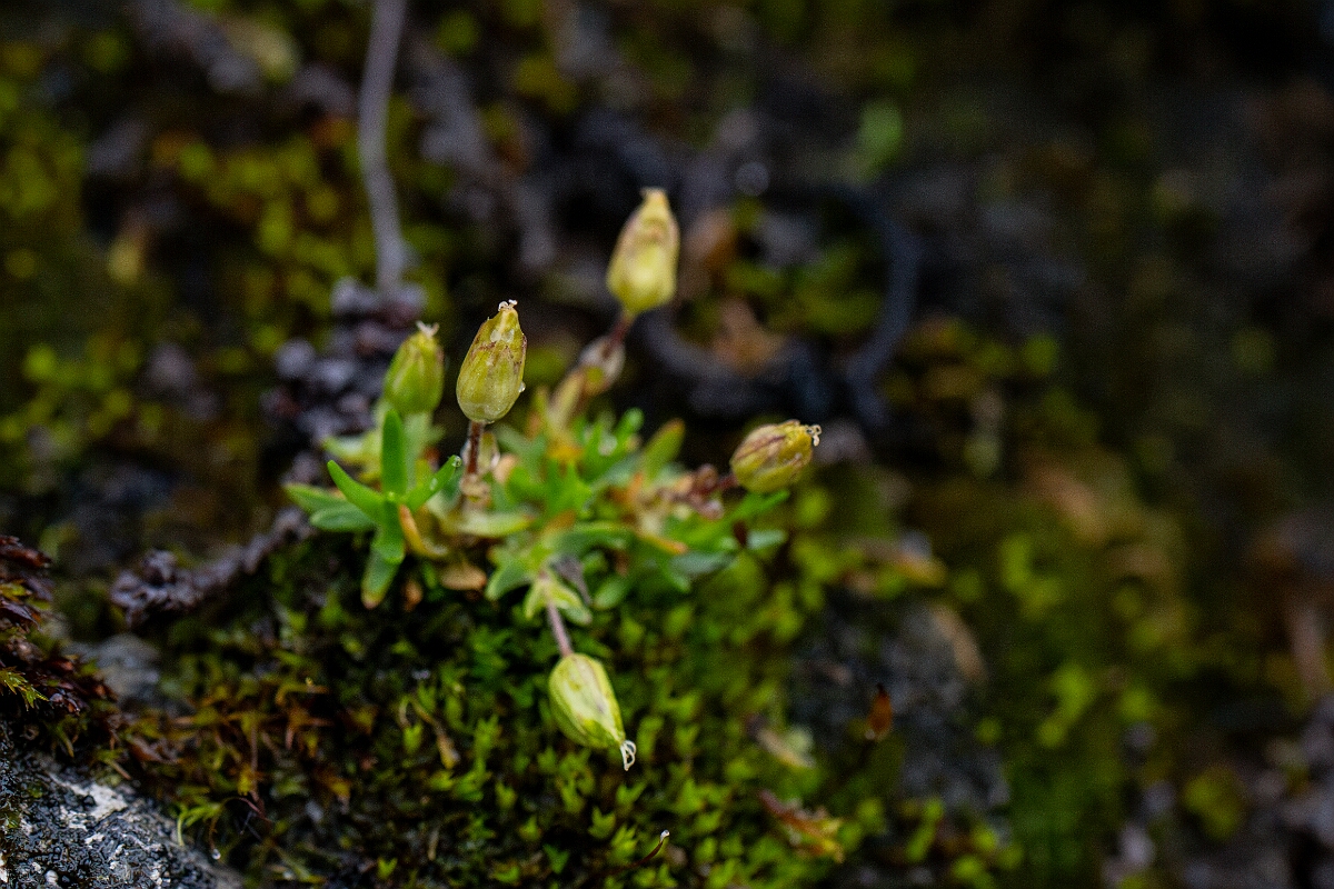 David Plant Photography - Wildlife Photography - Mountain sandwort - C.jpg - Mountain sandwort - Perthshire
