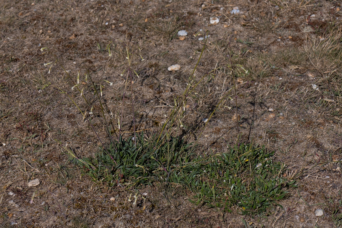 David Plant Photography - Wildlife Photography - Nottingham catchfly - A.JPG - Nottingham catchfly - Kent