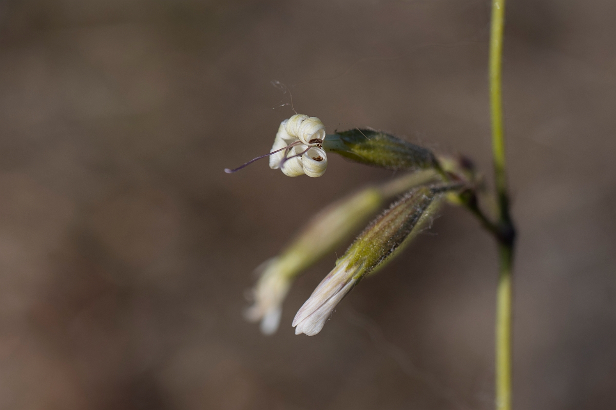 David Plant Photography - Wildlife Photography - Nottingham catchfly - B.JPG - Nottingham catchfly - Kent