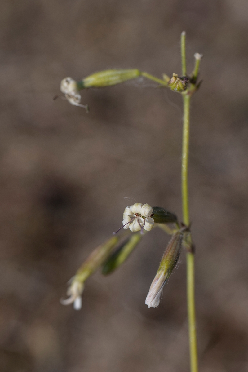 David Plant Photography - Wildlife Photography - Nottingham catchfly - C.JPG - Nottingham catchfly - Kent