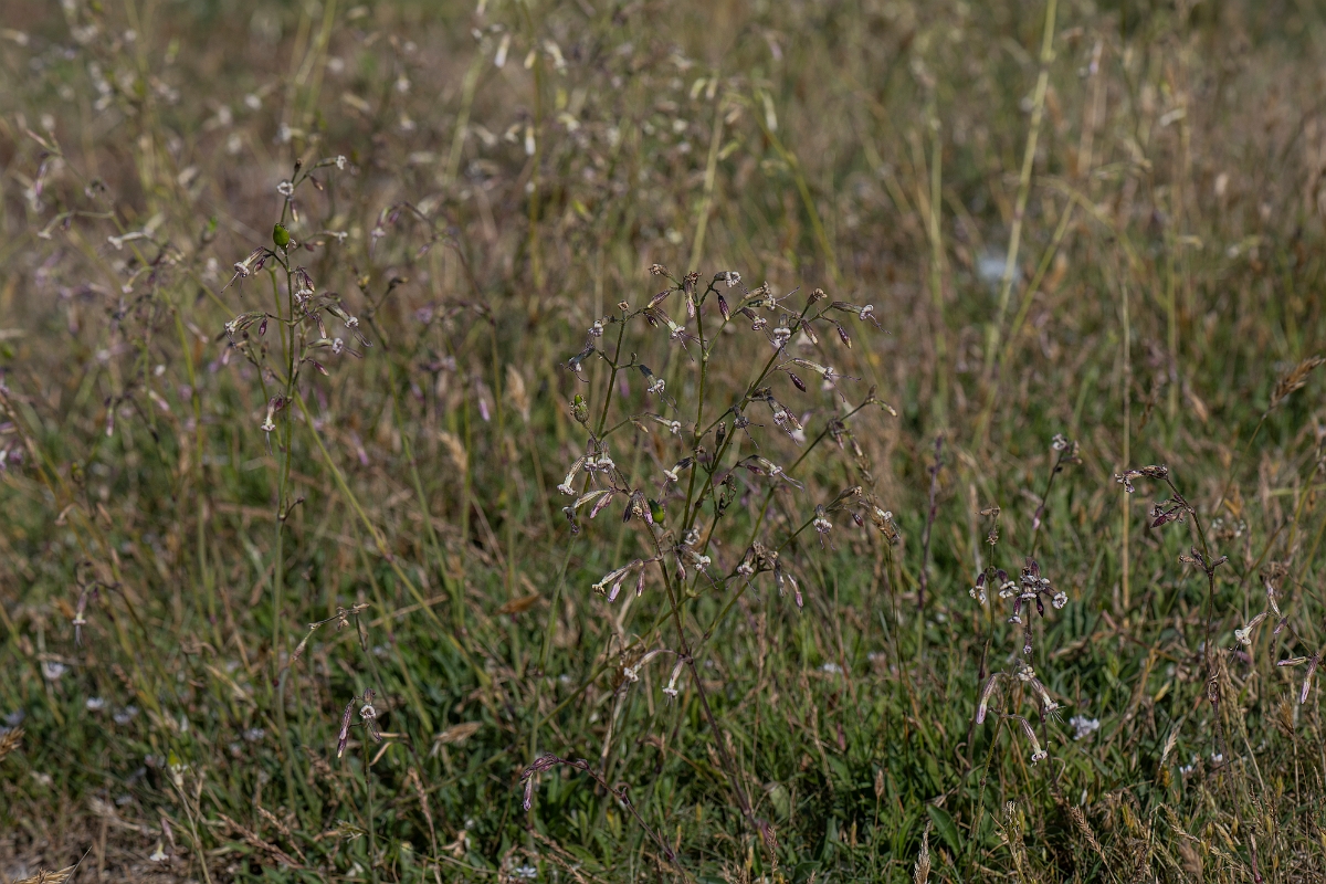 David Plant Photography - Wildlife Photography - Nottingham catchfly - E.JPG - Nottingham catchfly - Kent