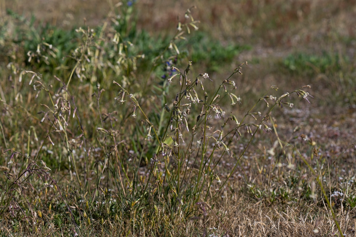 David Plant Photography - Wildlife Photography - Nottingham catchfly - F.JPG - Nottingham catchfly - Kent