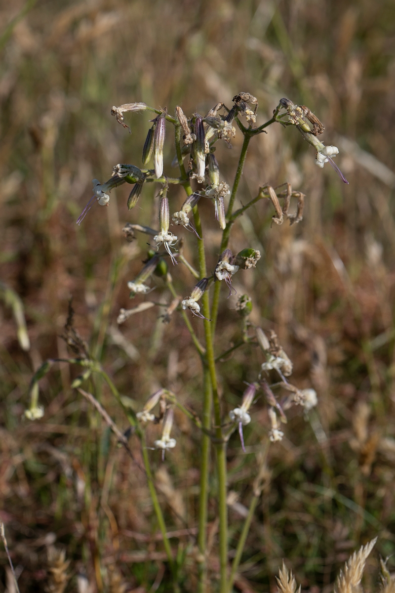 David Plant Photography - Wildlife Photography - Nottingham catchfly - G.JPG - Nottingham catchfly - Kent