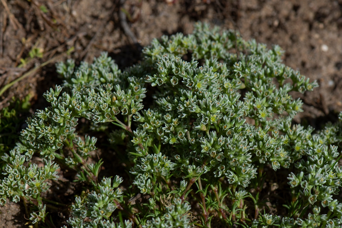 David Plant Photography - Wildlife Photography - Perennial knawel - A.JPG - Perennial knawel - Norfolk
