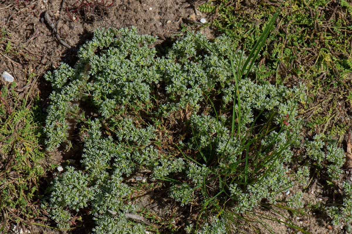 David Plant Photography - Wildlife Photography - Perennial knawel - B.JPG - Perennial knawel - Norfolk