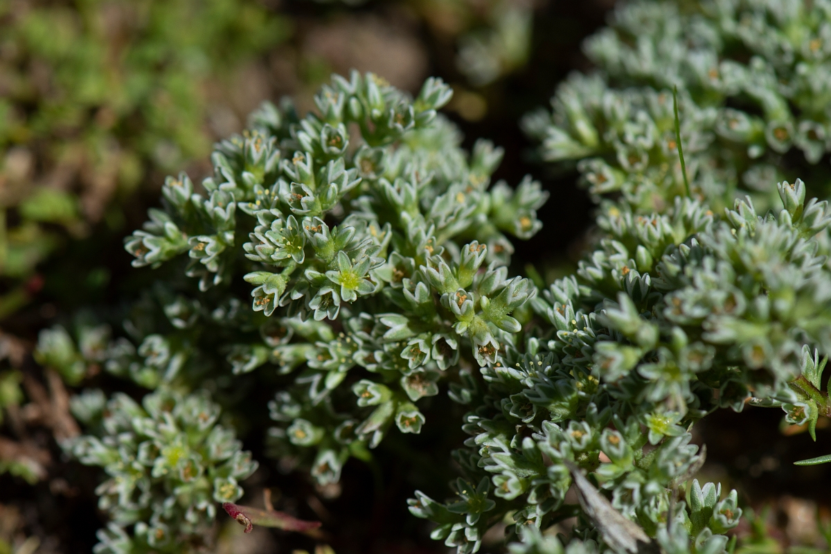 David Plant Photography - Wildlife Photography - Perennial knawel - C.JPG - Perennial knawel - Norfolk