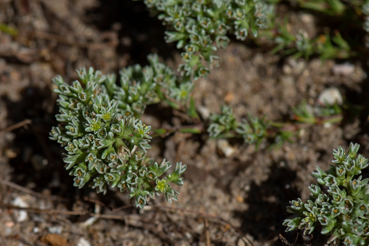 David Plant Photography - Wildlife Photography - Perennial knawel - D.JPG - Perennial knawel - Norfolk