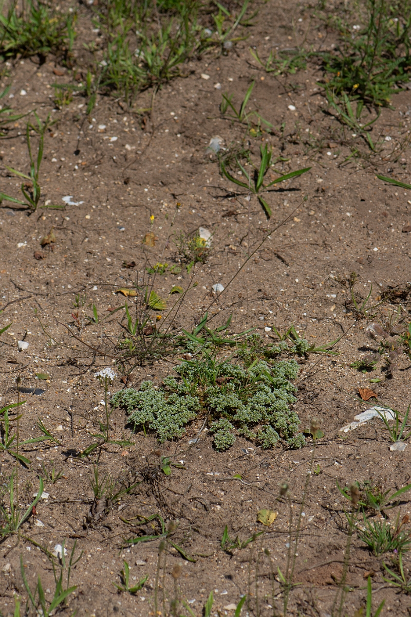 David Plant Photography - Wildlife Photography - Perennial knawel - G.JPG - Perennial knawel - Norfolk