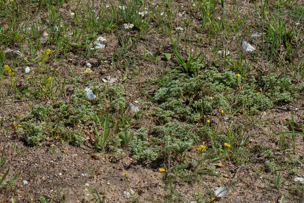 David Plant Photography - Wildlife Photography - Perennial knawel - I.JPG - Perennial knawel - Norfolk