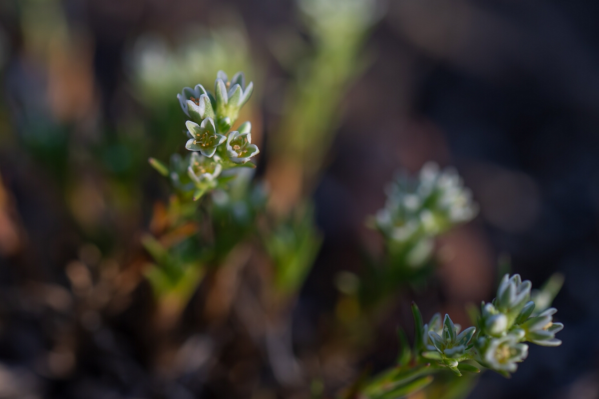 David Plant Photography - Wildlife Photography - Perennial knawel - N.jpg - Perennial knawel, flowers - Norfolk