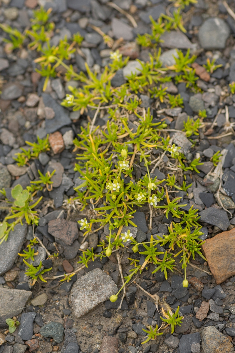 David Plant Photography - Wildlife Photography - Procumbent pearlwort - B.jpg - Procumbent pearlwort - Ayrshire