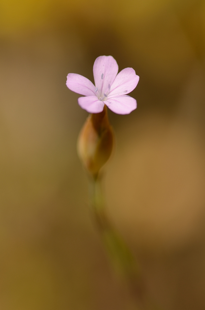 David Plant Photography - Wildlife Photography - Proliferous pink - B.jpg - Proliferous pink flower - Norfolk