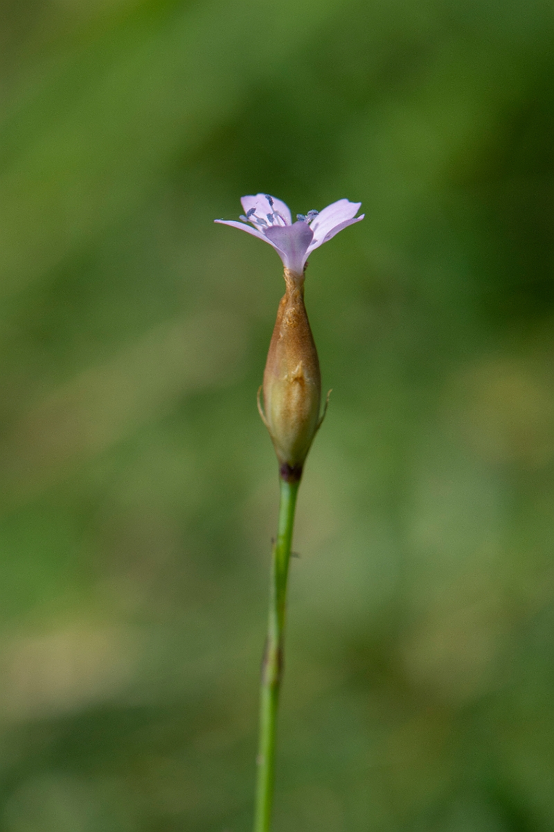David Plant Photography - Wildlife Photography - Proliferous pink - C.JPG - Proliferous pink - Norfolk