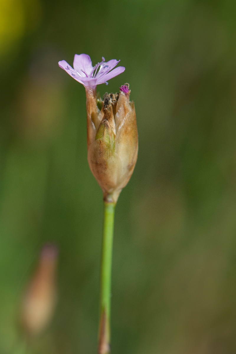 David Plant Photography - Wildlife Photography - Proliferous pink - D.JPG - Proliferous pink - Norfolk