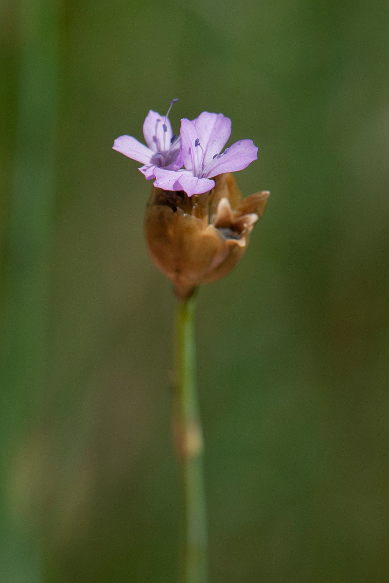David Plant Photography - Wildlife Photography - Proliferous pink - E.JPG - Proliferous pink - Norfolk