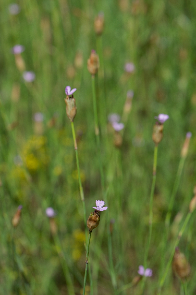 David Plant Photography - Wildlife Photography - Proliferous pink - F.JPG - Proliferous pink - Norfolk