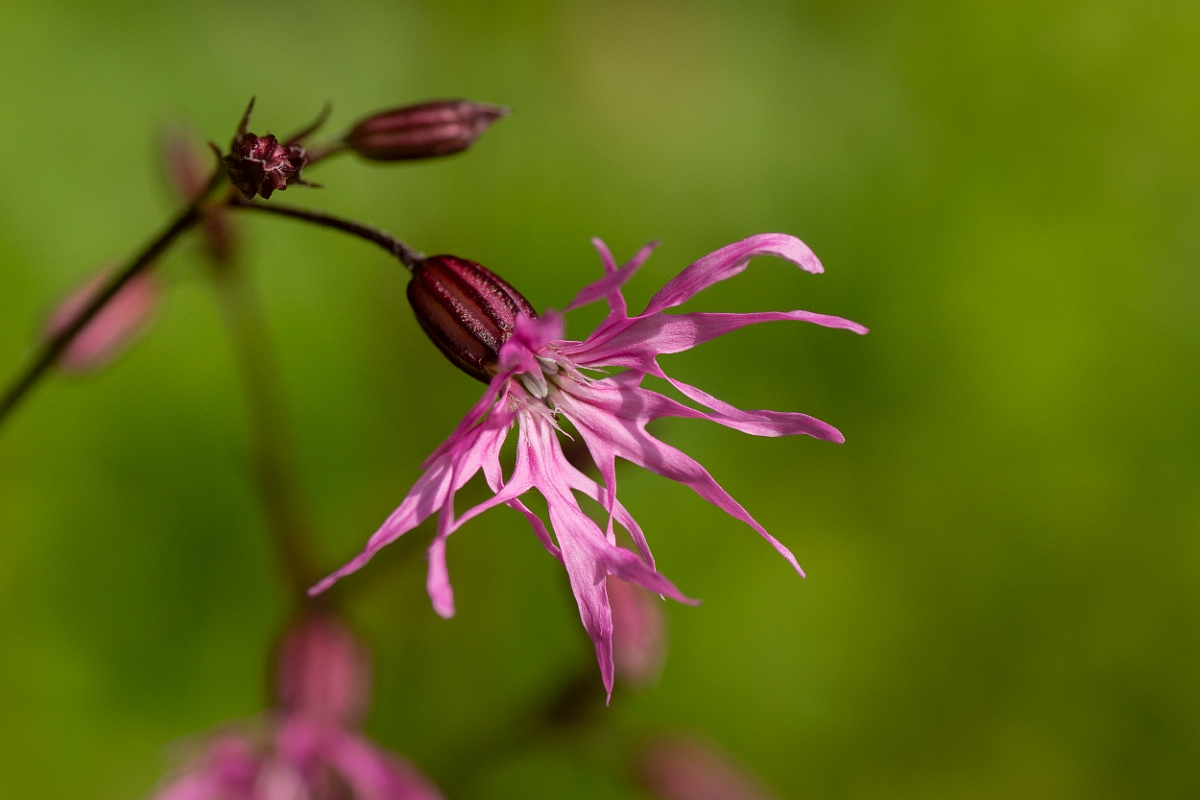 David Plant Photography - Wildlife Photography - Ragged robin - C.jpg - Ragged robin - Cotswolds