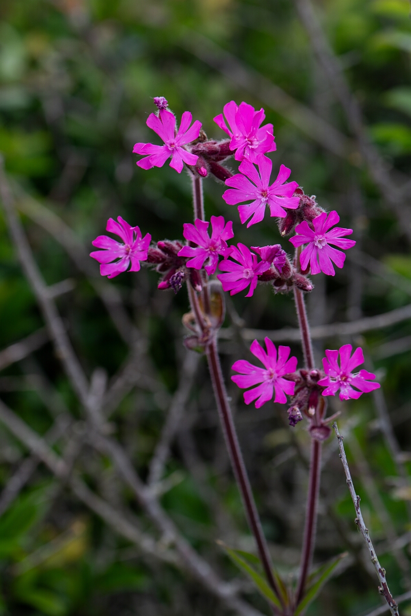 David Plant Photography - Wildlife Photography - Red campion - B.jpg - Red campion - Cornwall