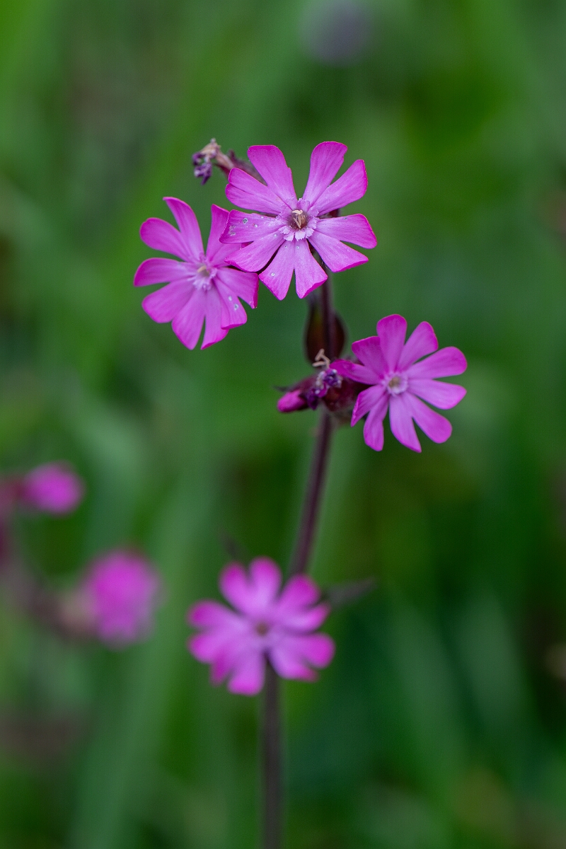 David Plant Photography - Wildlife Photography - Red campion - C.jpg - Red campion - Cornwall