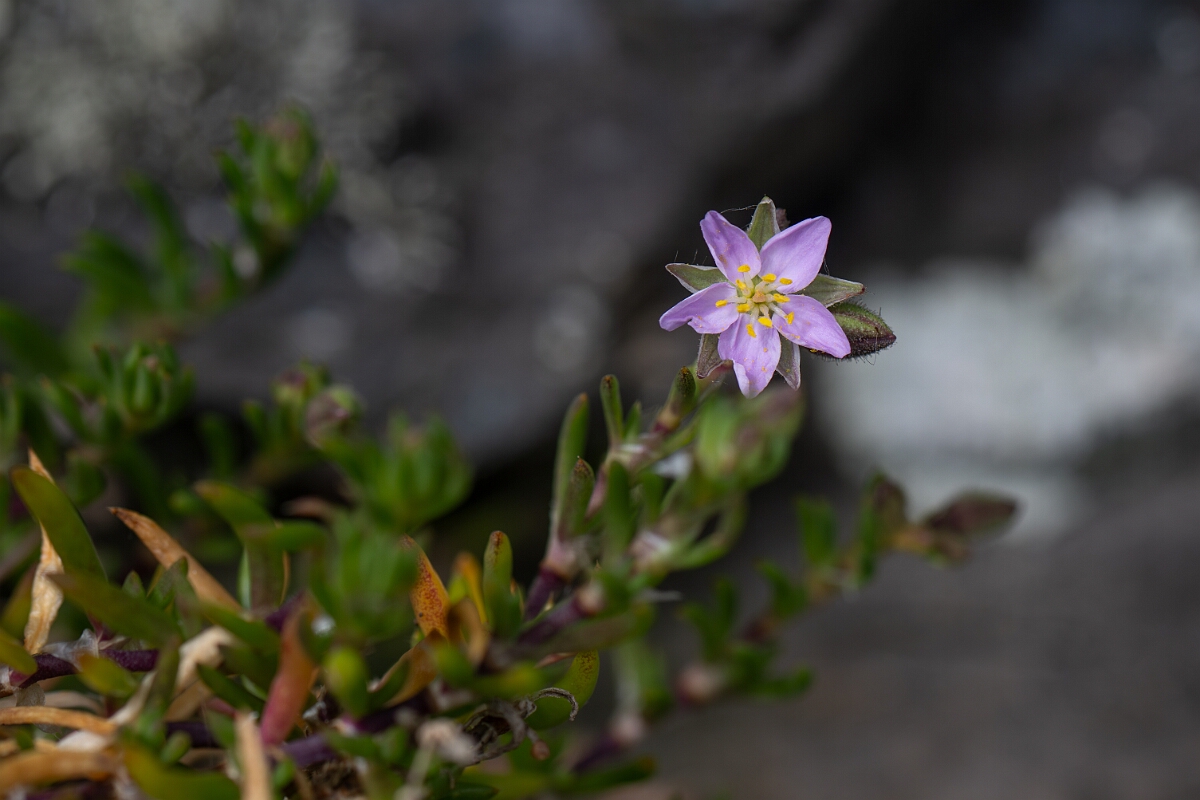 David Plant Photography - Wildlife Photography - Rock sea-spurrey - A.jpg - Rock sea-spurrey - Cornwall