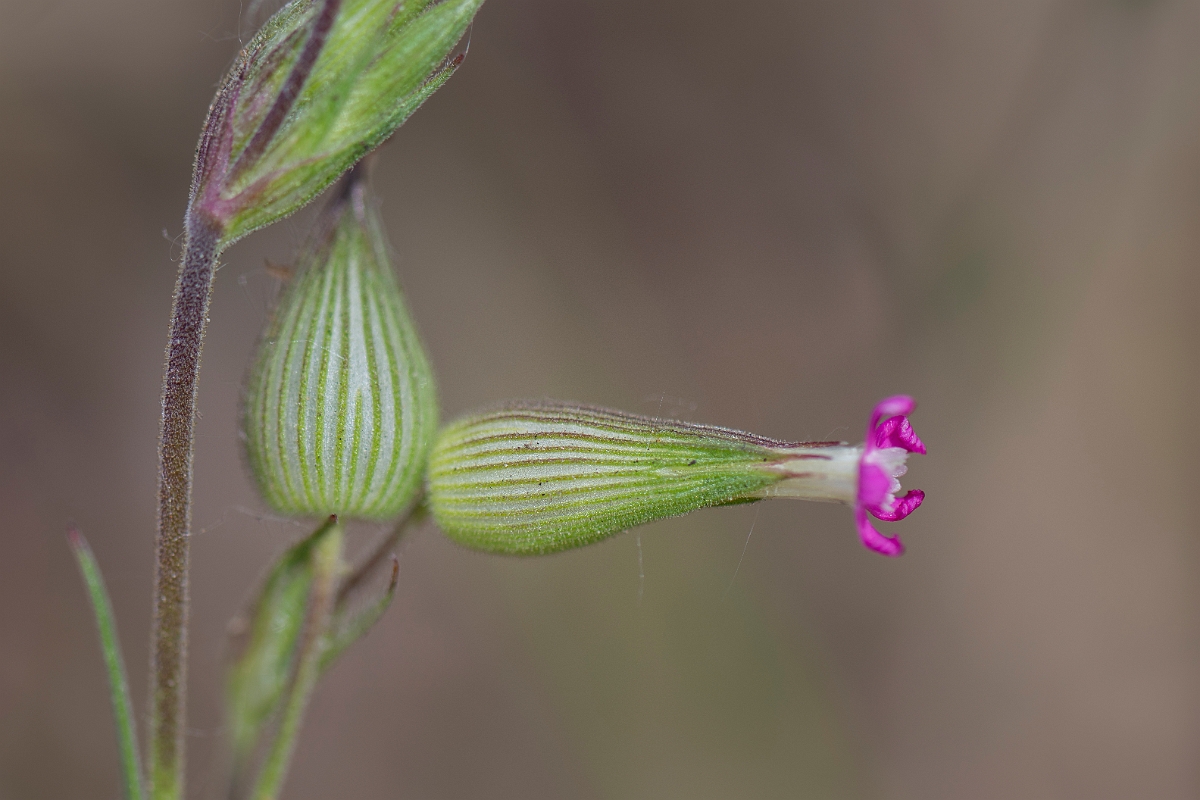 David Plant Photography - Wildlife Photography - Sand catchfly - A.JPG - Sand catchfly - Norfolk