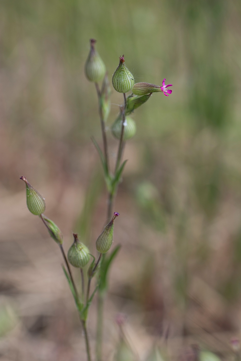 David Plant Photography - Wildlife Photography - Sand catchfly - B.JPG - Sand catchfly - Norfolk