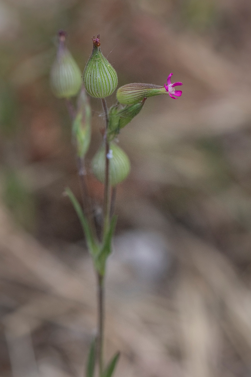 David Plant Photography - Wildlife Photography - Sand catchfly - E.JPG - Sand catchfly - Norfolk