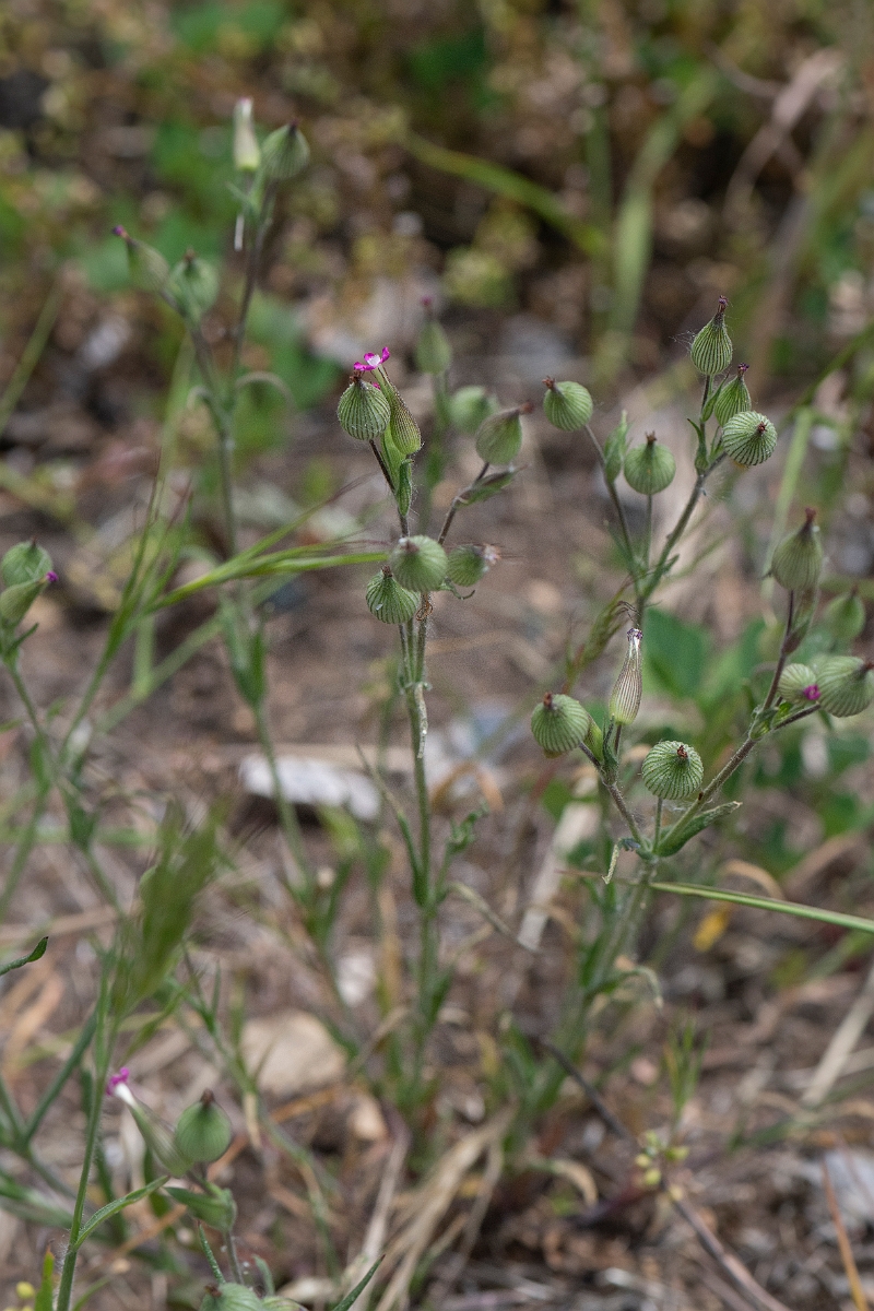 David Plant Photography - Wildlife Photography - Sand catchfly - F.JPG - Sand catchfly - Norfolk