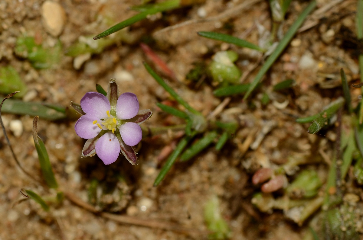 David Plant Photography - Wildlife Photography - Sand spurrey - A.jpg - Sand spurrey flower - Suffolk