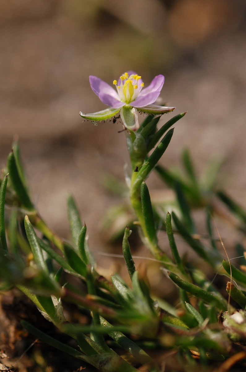 David Plant Photography - Wildlife Photography - Sand spurrey - B.jpg - Sand spurrey - Dorset