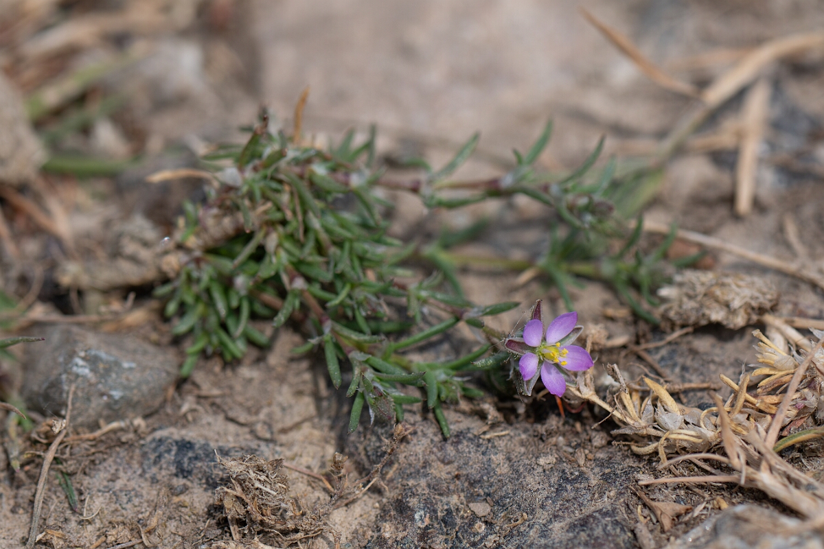 David Plant Photography - Wildlife Photography - Sand spurrey - C.jpg - Sand spurrey - Cornwall