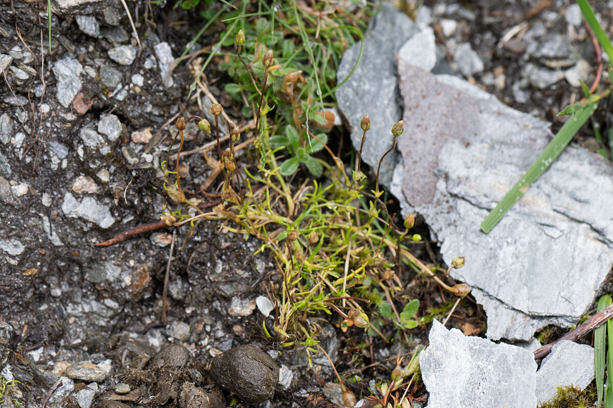 David Plant Photography - Wildlife Photography - Scottish pearlwort - B.jpg - Scottish pearlwort - Perthshire