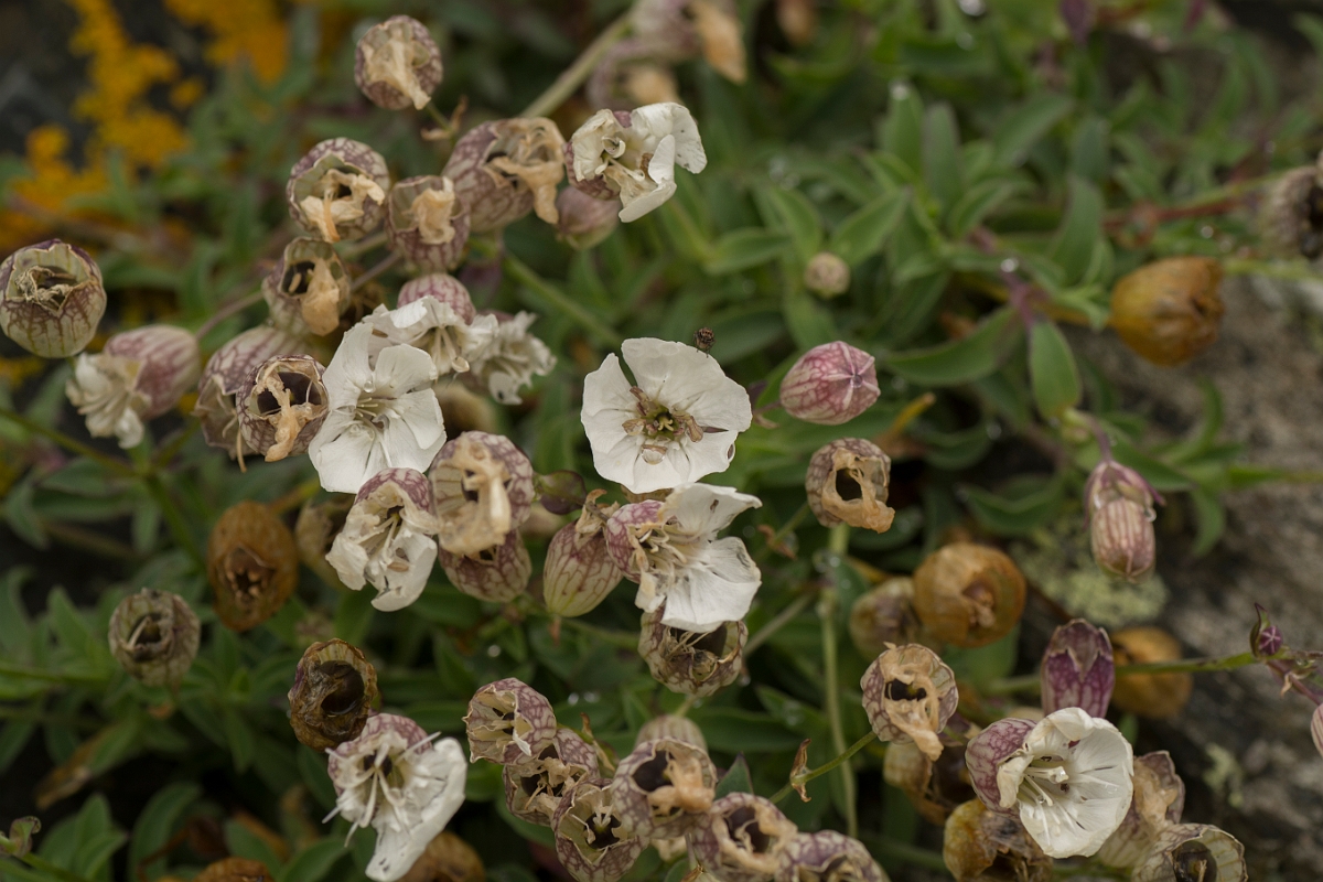 David Plant Photography - Wildlife Photography - Sea campion - A.jpg - Sea campion - Sutherland