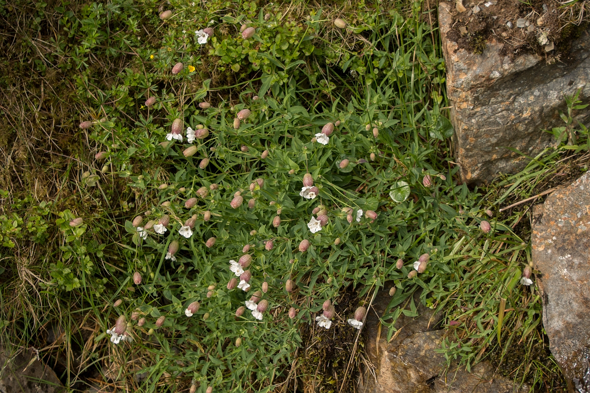 David Plant Photography - Wildlife Photography - Sea campion - C.jpg - Sea campion - Dumfries and Galloway