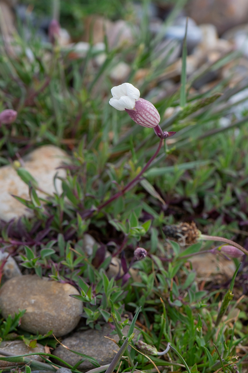 David Plant Photography - Wildlife Photography - Sea campion - D.JPG - Sea campion, flower - Suffolk