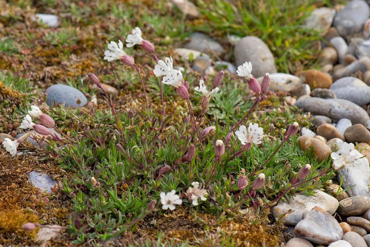 David Plant Photography - Wildlife Photography - Sea campion - E.JPG - Sea campion, plant - Suffolk
