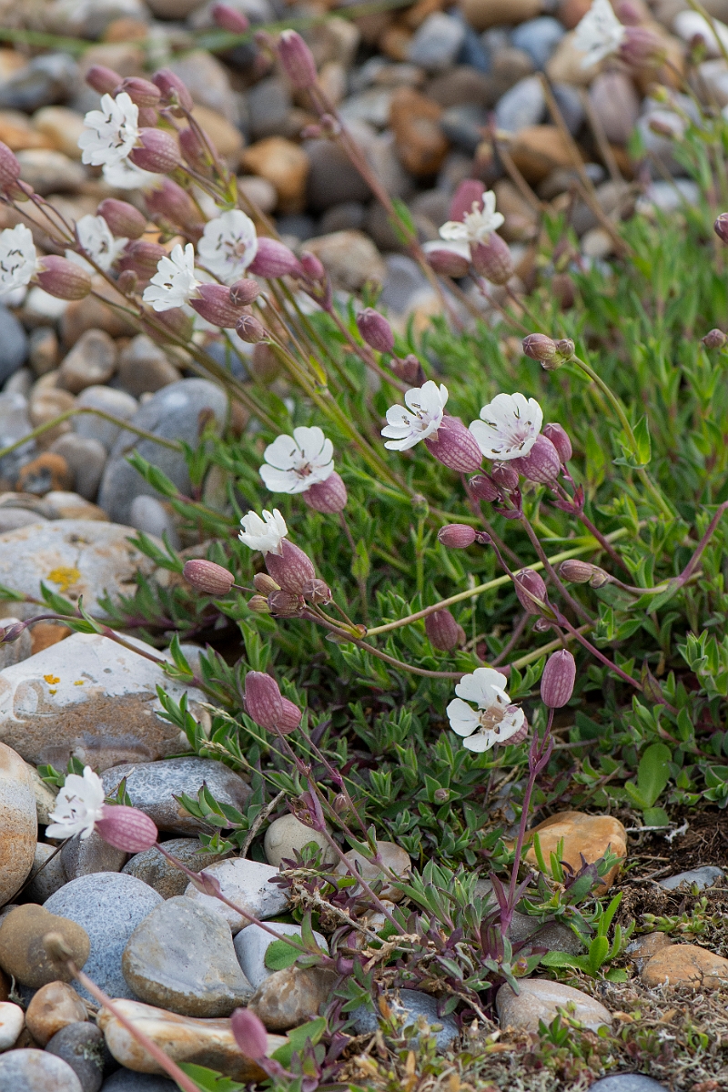 David Plant Photography - Wildlife Photography - Sea campion - F.JPG - Sea campion, plant - Suffolk