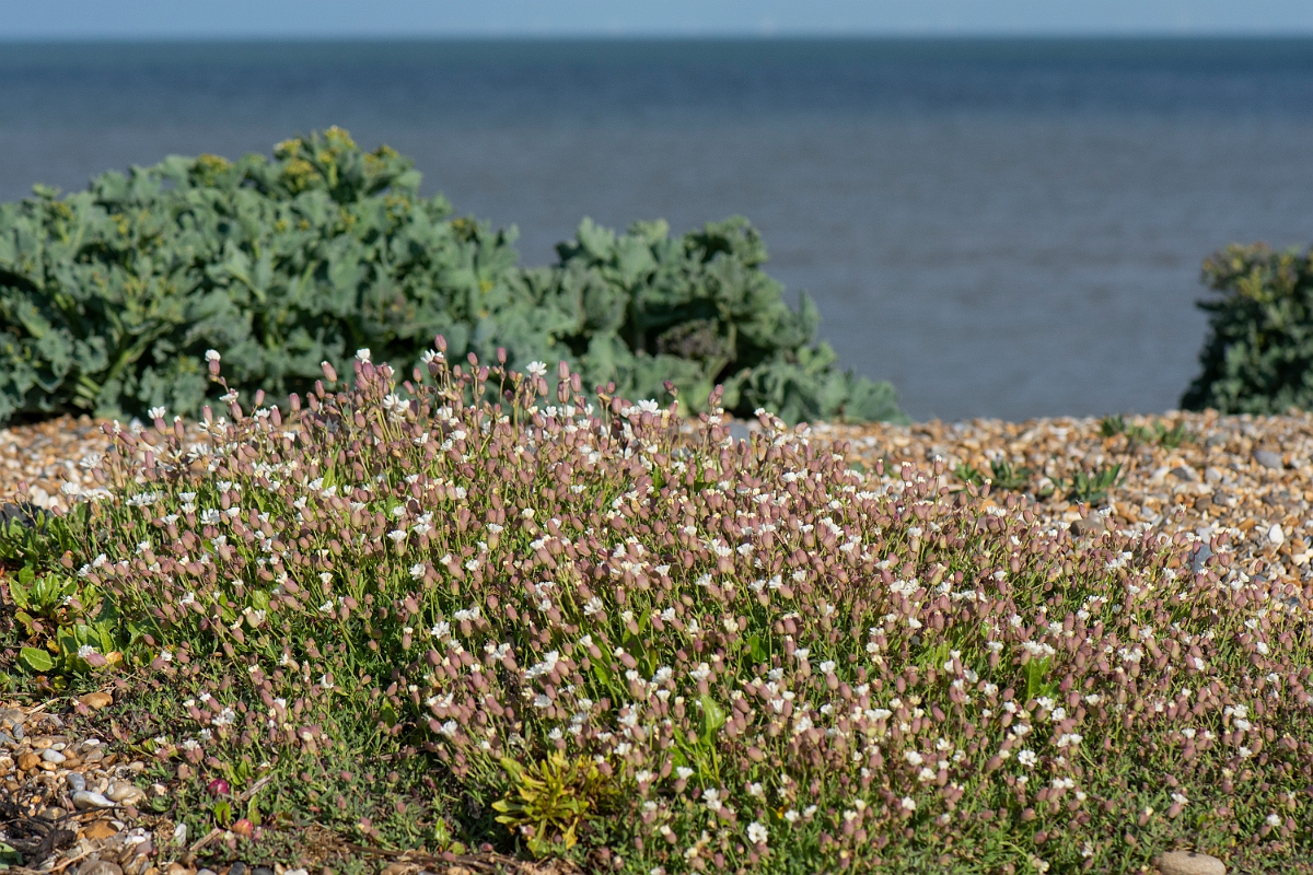 David Plant Photography - Wildlife Photography - Sea campion - G.JPG - Sea campion, plant - Suffolk