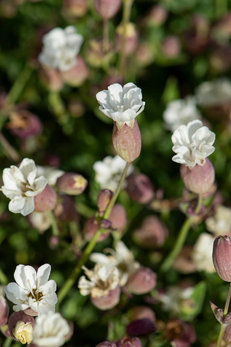 David Plant Photography - Wildlife Photography - Sea campion - H.JPG - Sea campion, flowers - Suffolk