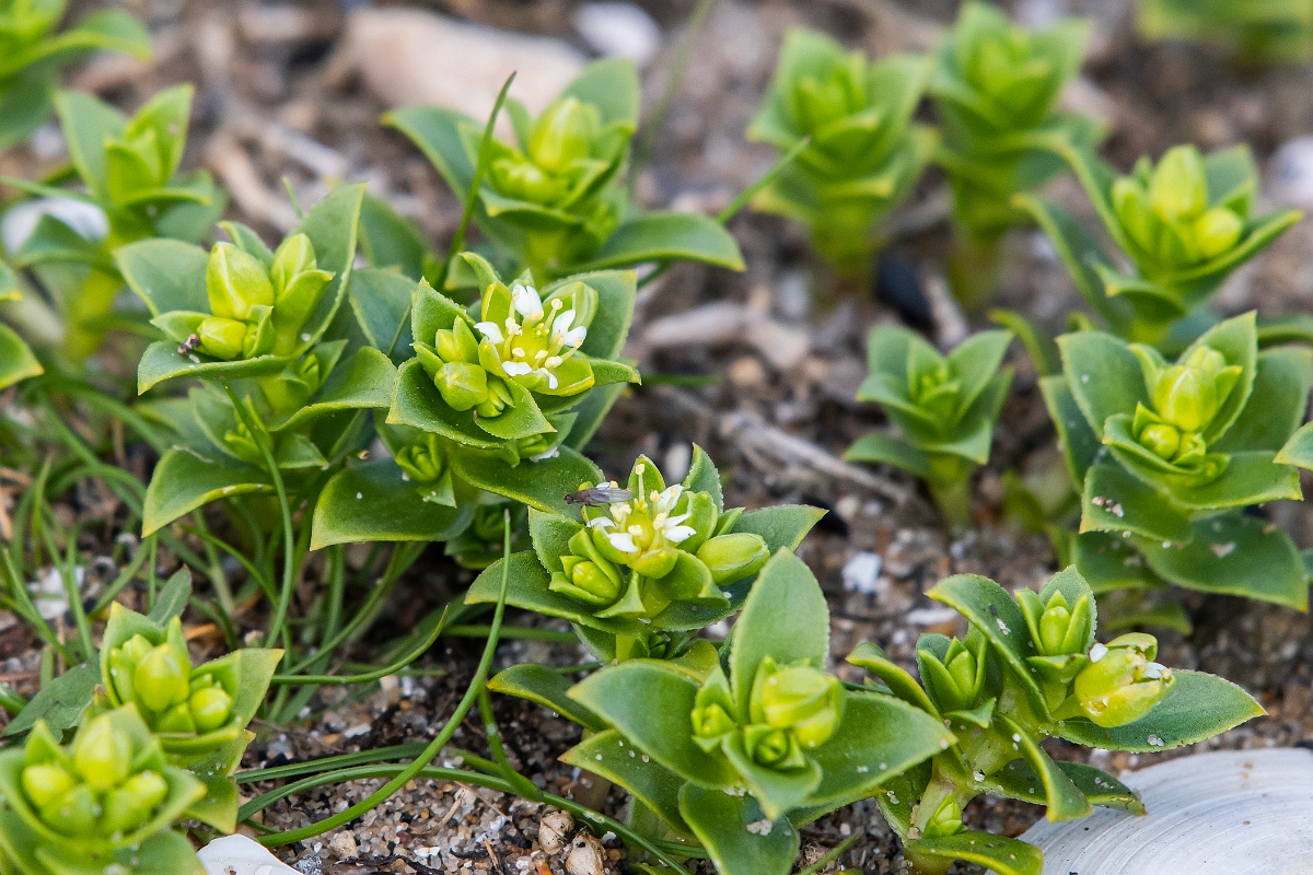 David Plant Photography - Wildlife Photography - Sea sandwort - A.jpg - Sea sandwort - Kent