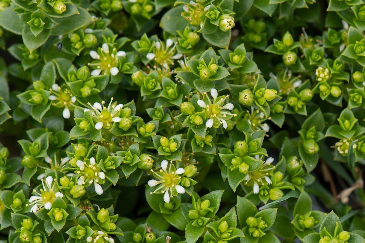 David Plant Photography - Wildlife Photography - Sea sandwort - B.JPG - Sea sandwort - Suffolk