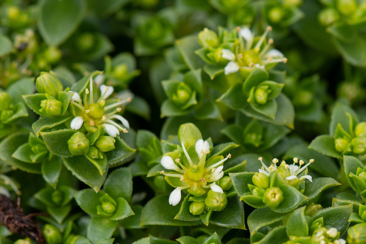David Plant Photography - Wildlife Photography - Sea sandwort - C.JPG - Sea sandwort - Suffolk
