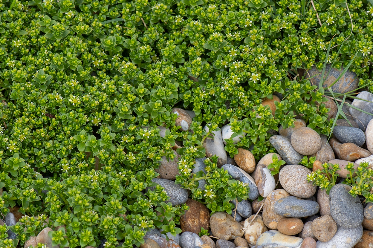David Plant Photography - Wildlife Photography - Sea sandwort - D.JPG - Sea sandwort - Suffolk