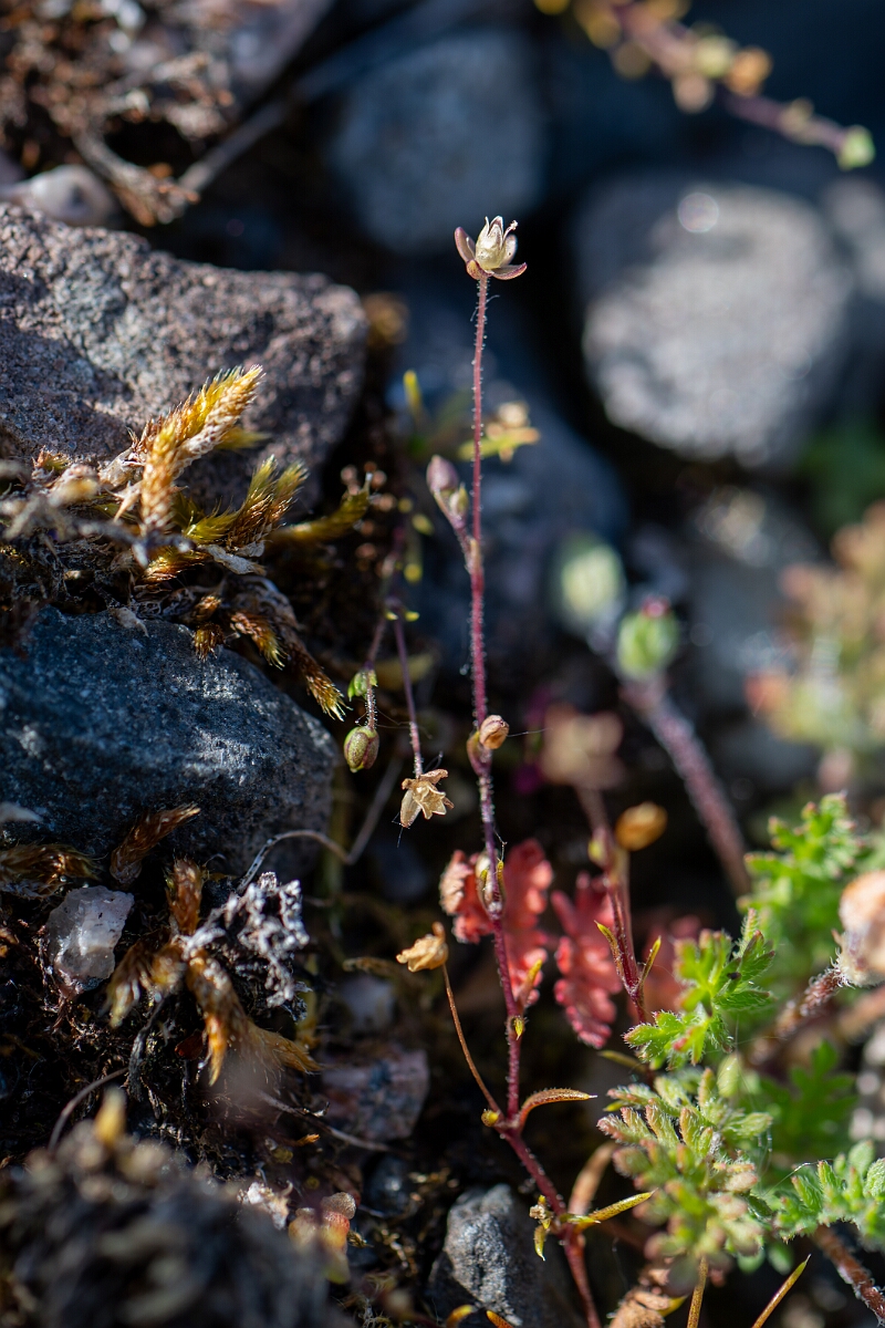David Plant Photography - Wildlife Photography - Slender pearlwort - A.jpg - Slender pearlwort - Cambridgeshire