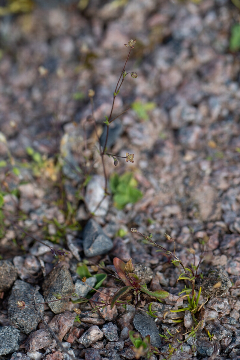 David Plant Photography - Wildlife Photography - Slender pearlwort - B.jpg - Slender pearlwort - Cambridgeshire