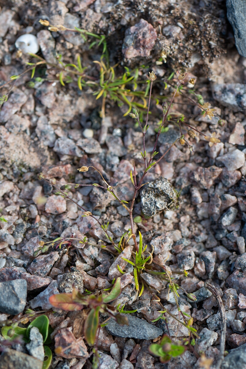David Plant Photography - Wildlife Photography - Slender pearlwort - C.jpg - Slender pearlwort - Cambridgeshire