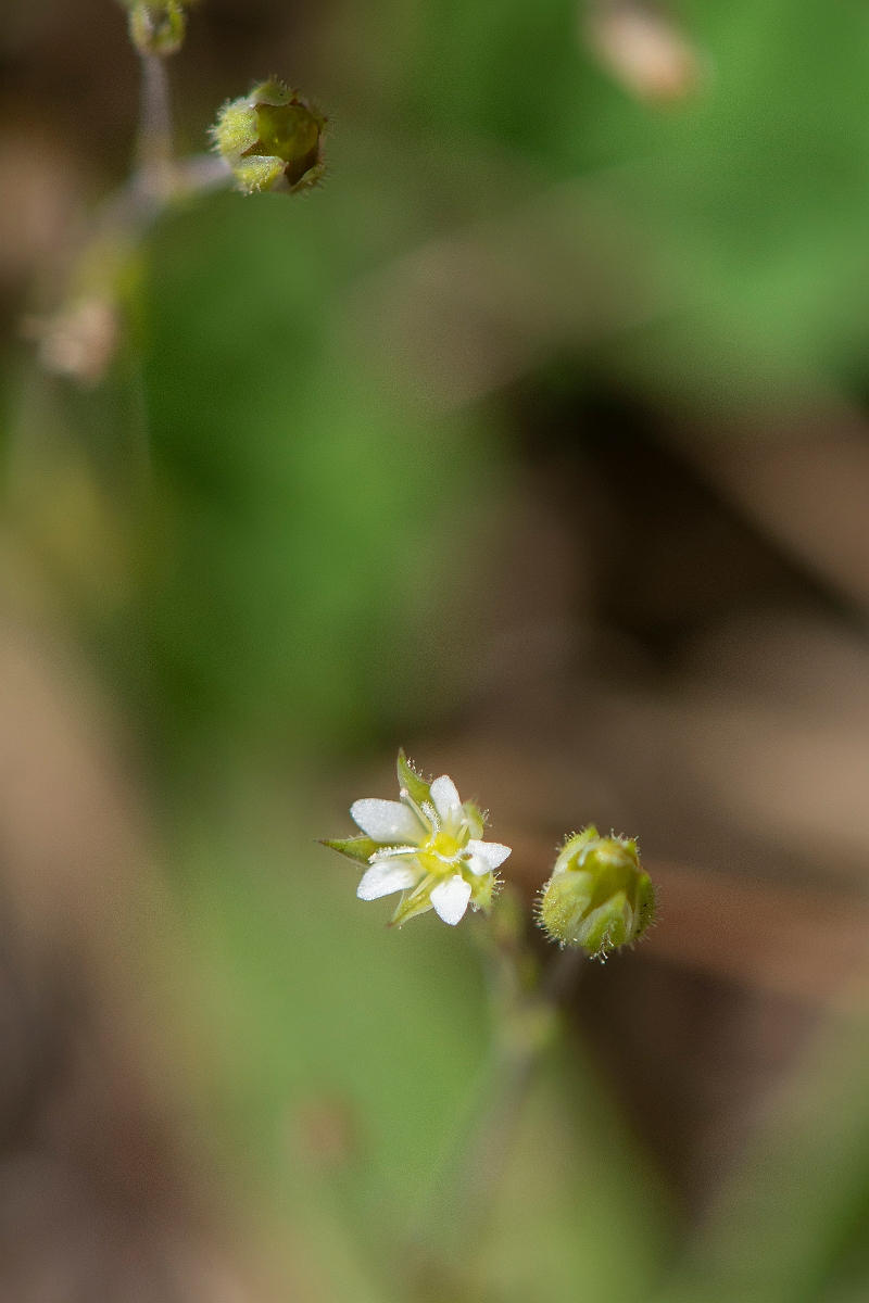 David Plant Photography - Wildlife Photography - Slender sandwort - A.JPG - Slender sandwort - Norfolk