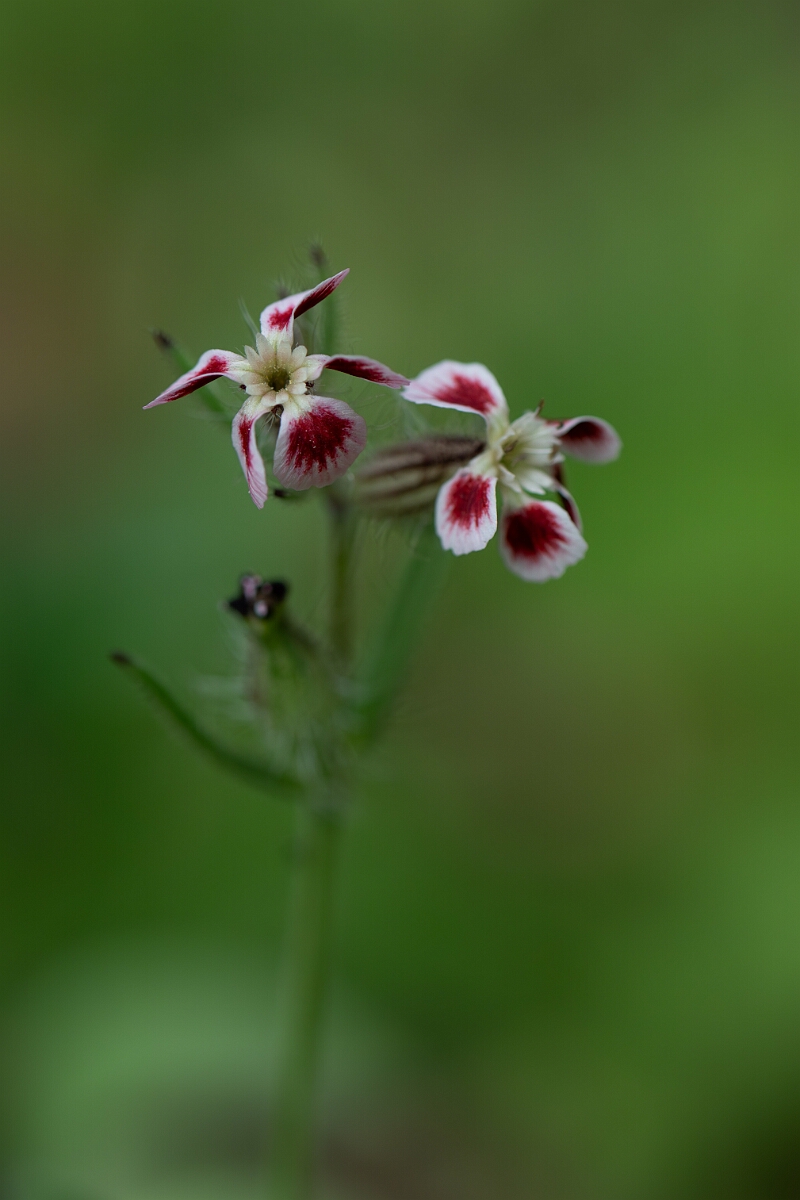 David Plant Photography - Wildlife Photography - Small-flowered catchfly - A.jpg - Small-flowered catchfly var. quinquevulnera - Cambridgeshire