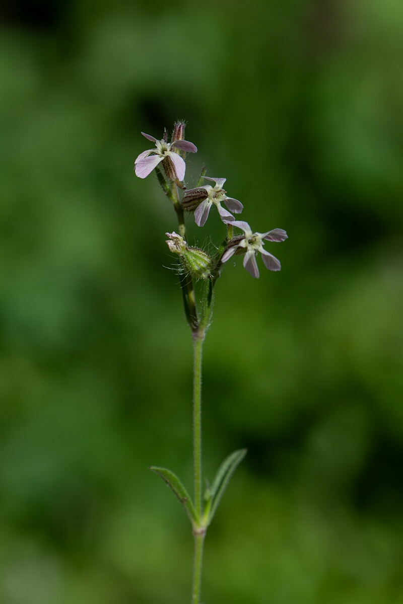 David Plant Photography - Wildlife Photography - Small-flowered catchfly - C.jpg - Small-flowered catchfly - Cambridgeshire
